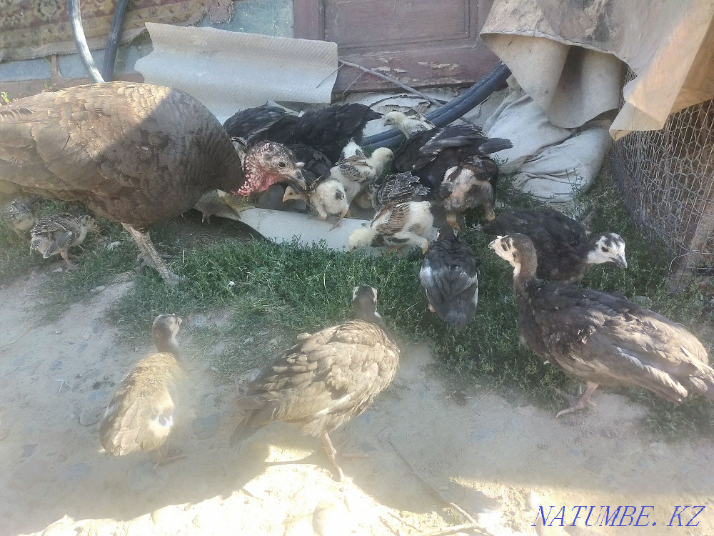 Курке шоже Дакан шожелер  - изображение 2