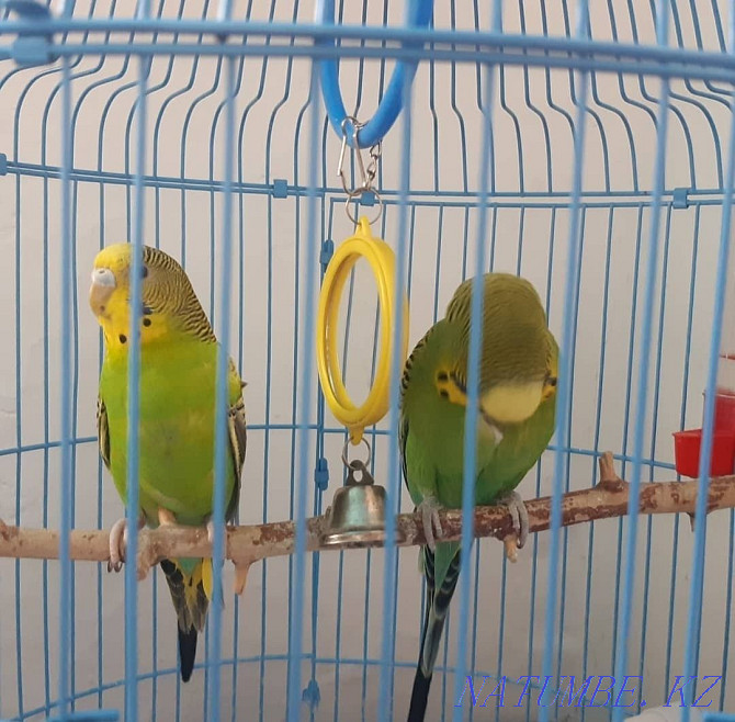 Satylada parrots Almaty - photo 1
