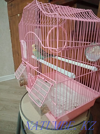 I will sell a parrot 7000 tenge Aqtobe - photo 2