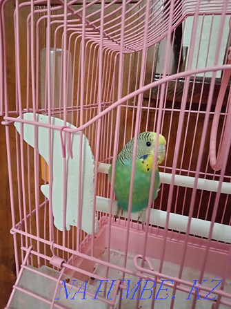 I will sell a parrot 7000 tenge Aqtobe - photo 1