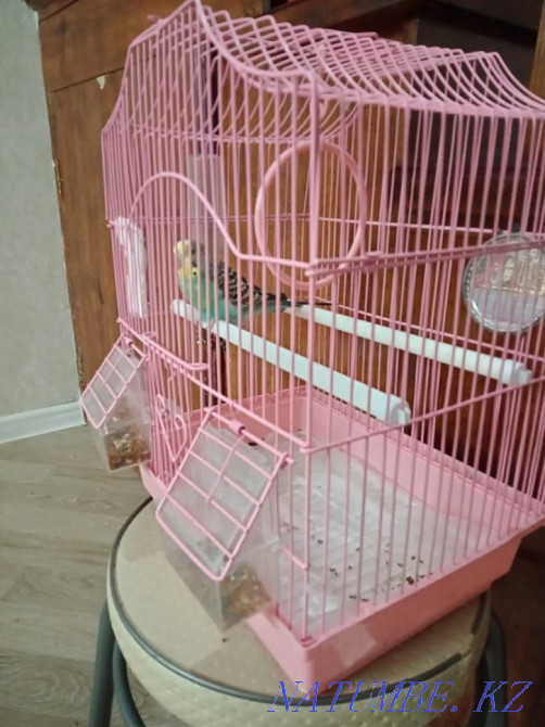 Продам попугай 7000тенге Актобе - изображение 2