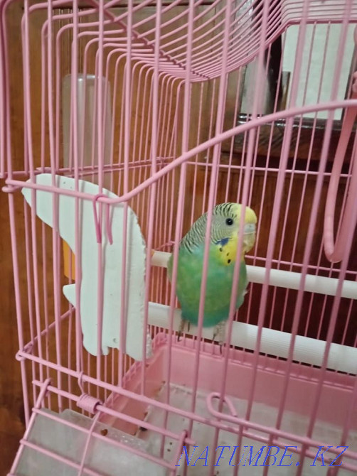 Продам попугай 7000тенге Актобе - изображение 1