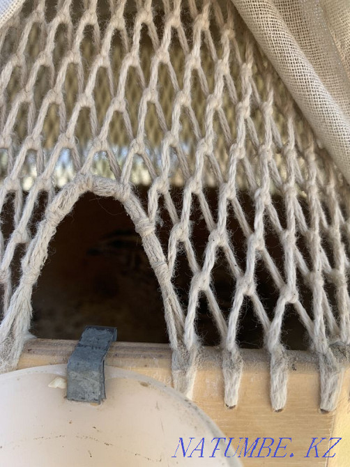 Перепелка Б?дене Шымкент - изображение 2