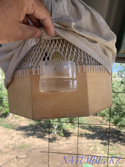 Перепелка Б?дене Шымкент - изображение 1