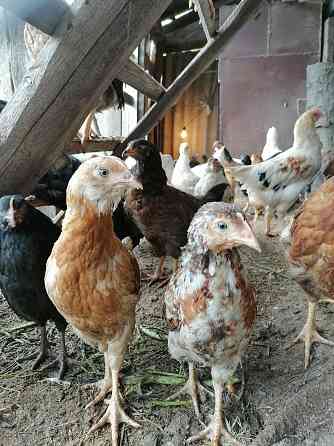 Цыплята и курочки домашние несушки Aqsay