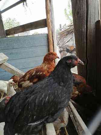 Цыплята и курочки домашние несушки  Ақсай 