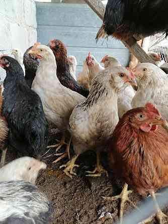 Цыплята и курочки домашние несушки Aqsay