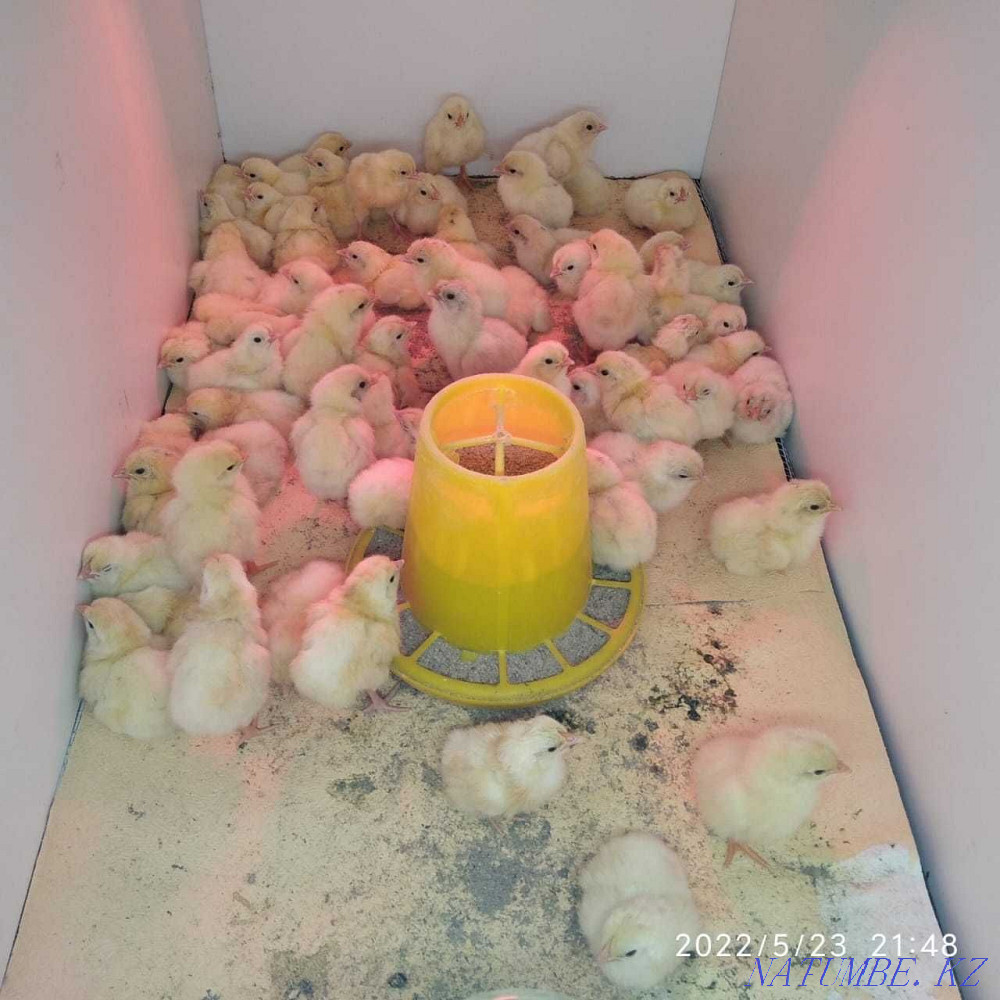 ?go? balapandars! Domestic chickens! Astana - photo 1