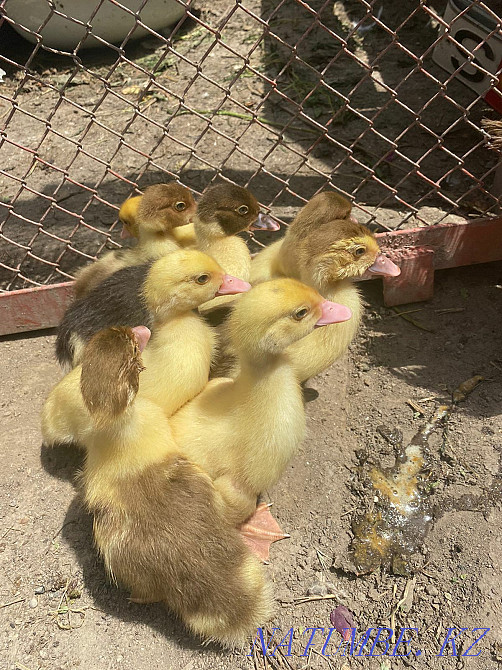 mute ducklings 1200 Талас - photo 3