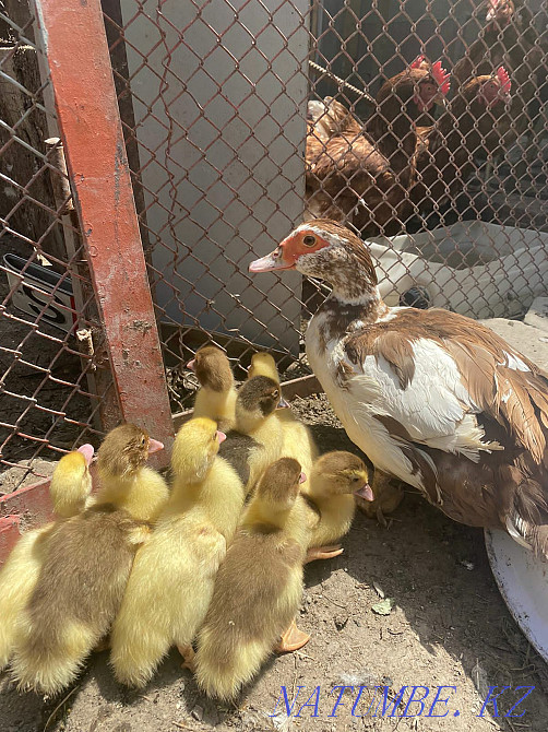 mute ducklings 1200 Талас - photo 1