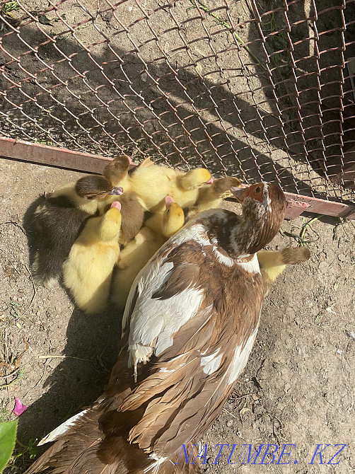 mute ducklings 1200 Талас - photo 2