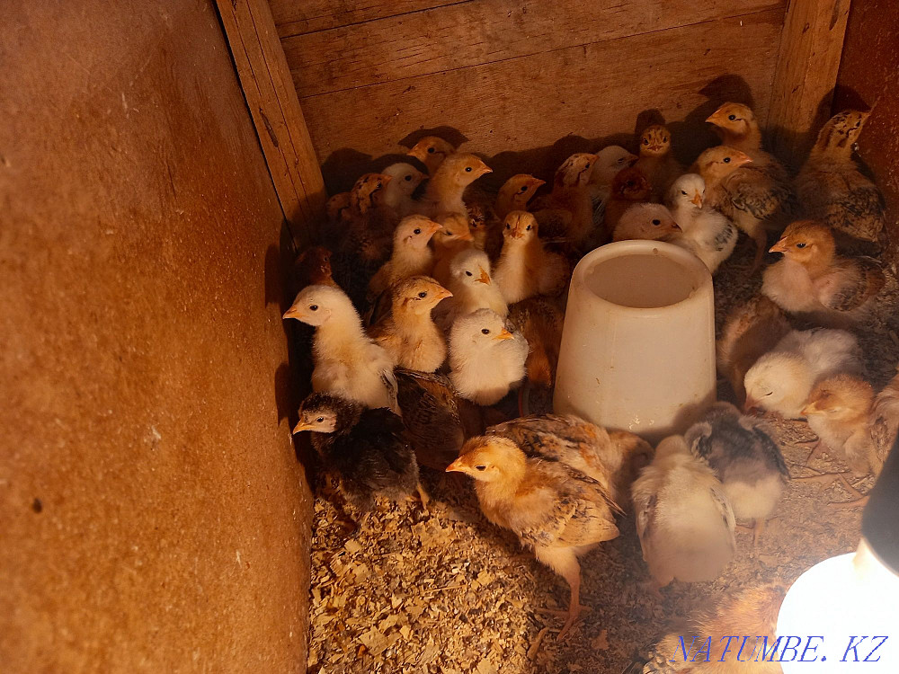 Balapan bar 450 tg den Акжар - photo 1