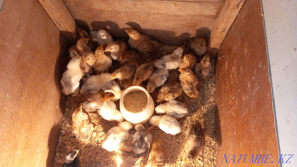 Balapan bar 450 tg den Акжар - photo 4