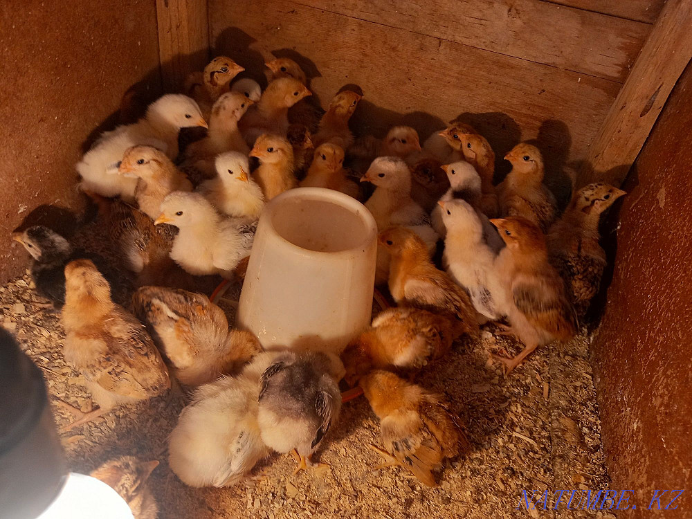 Balapan bar 450 tg den Акжар - photo 2