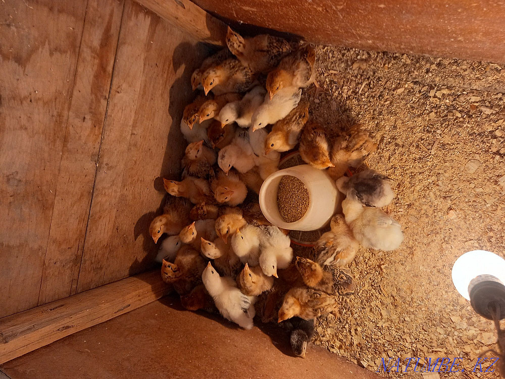 Balapan bar 450 tg den Акжар - photo 3