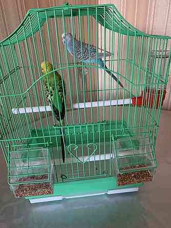 Продам 2 попугая | попугай | волнистые | Satpaev