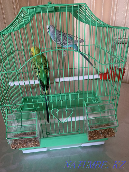 Продам 2 попугая | попугай | волнистые | Сатпаев - изображение 1