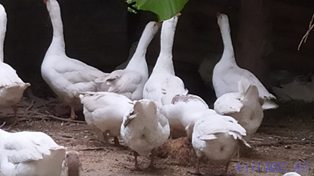 Сатылады газдар Линда Шымкент - изображение 2