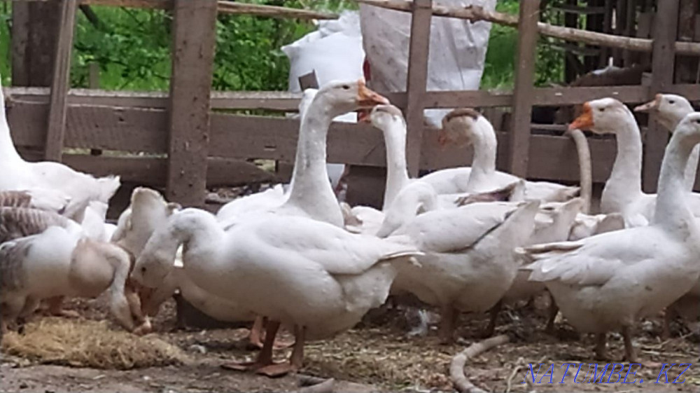 Сатылады газдар Линда Шымкент - изображение 1