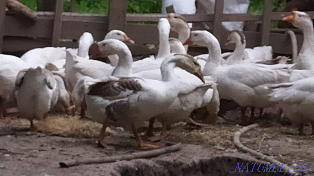 Сатылады газдар Линда Шымкент - изображение 4