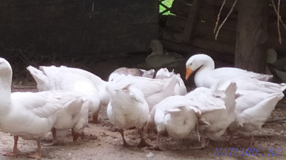 Сатылады газдар Линда Шымкент - изображение 3