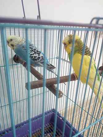Продам попугаев в клетке,недорого Костанай