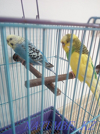 Продам попугаев в клетке,недорого Костанай - изображение 1