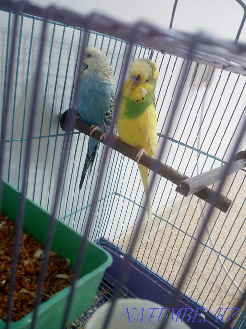 Продам попугаев в клетке,недорого Костанай - изображение 2
