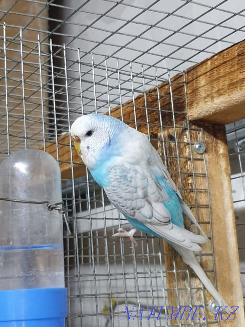 I will sell female vvp spangle Abay - photo 1