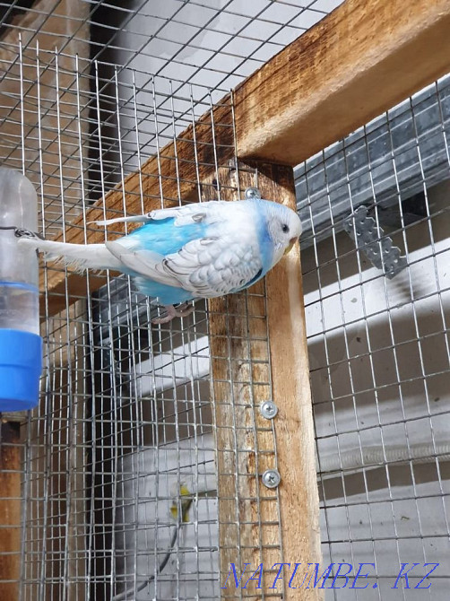 I will sell female vvp spangle Abay - photo 2