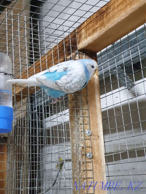 I will sell female vvp spangle Abay - photo 3