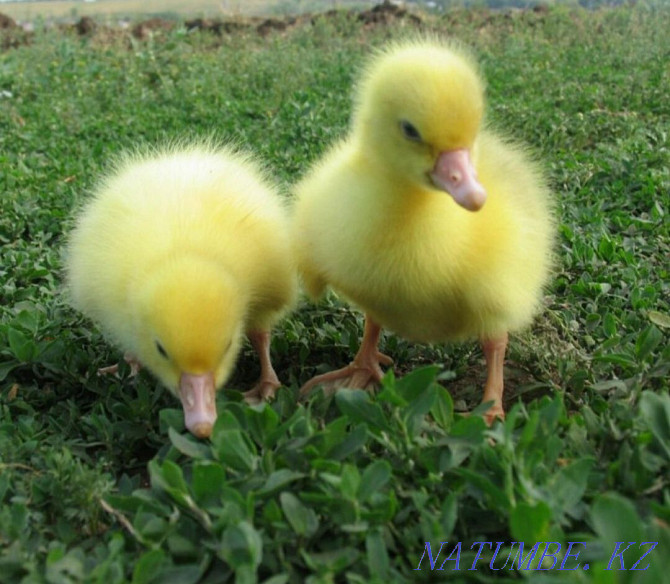 goslings in assortment Kokshetau - photo 1