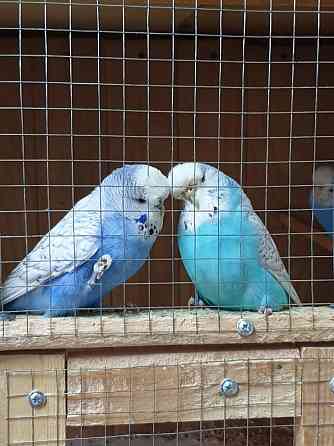продам сформированную пару попугаев  Абай 