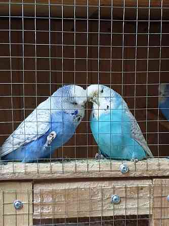 продам сформированную пару попугаев Abay