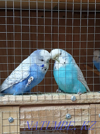 I will sell the formed pair of parrots Abay - photo 2