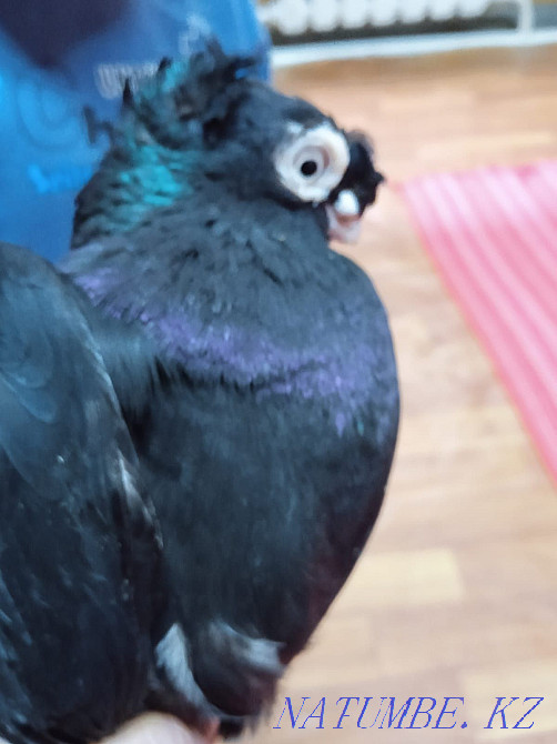Продам, голубей, разных Талдыкорган - изображение 6