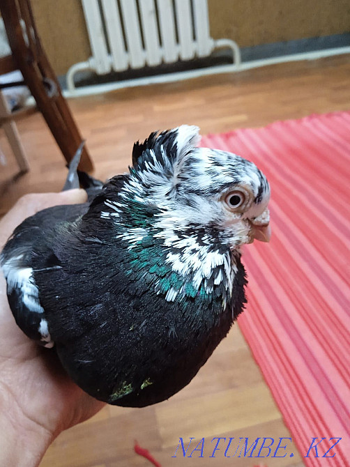Продам, голубей, разных Талдыкорган - изображение 2