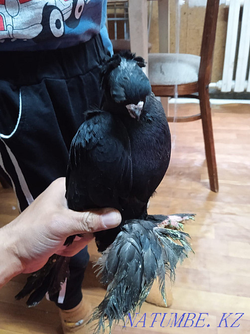 Продам, голубей, разных Талдыкорган - изображение 8