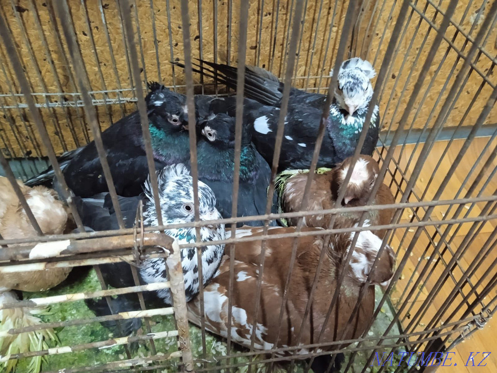 Продам, голубей, разных Талдыкорган - изображение 1