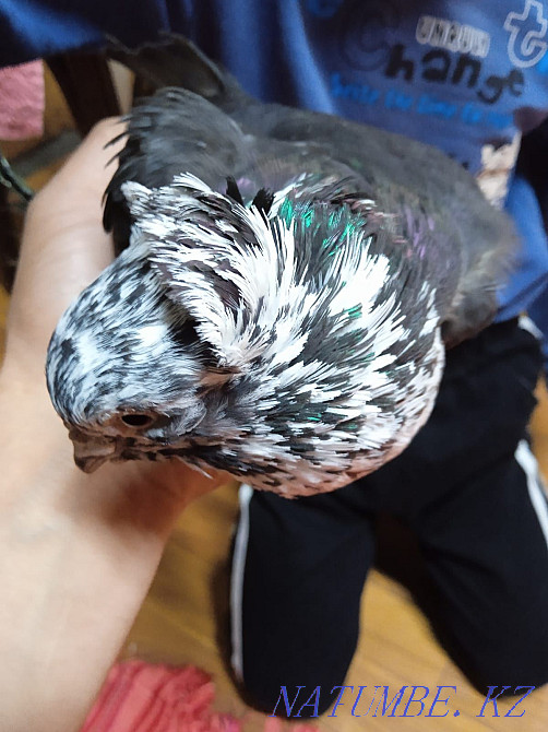 Продам, голубей, разных Талдыкорган - изображение 4