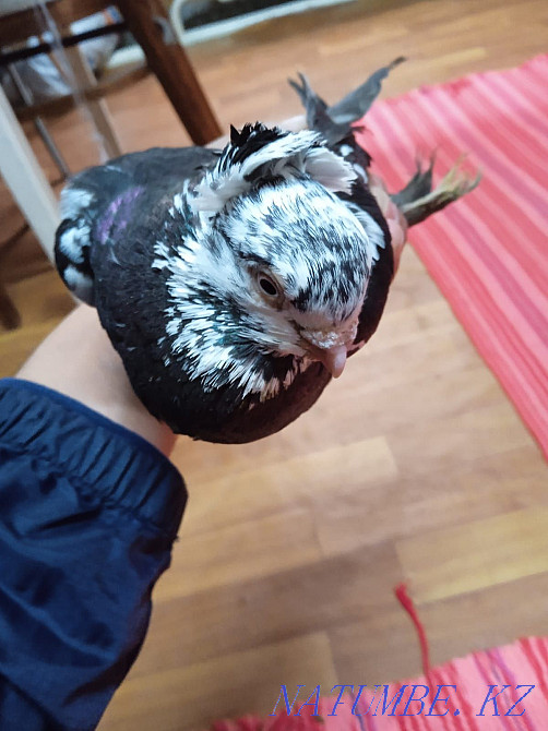 Продам, голубей, разных Талдыкорган - изображение 3