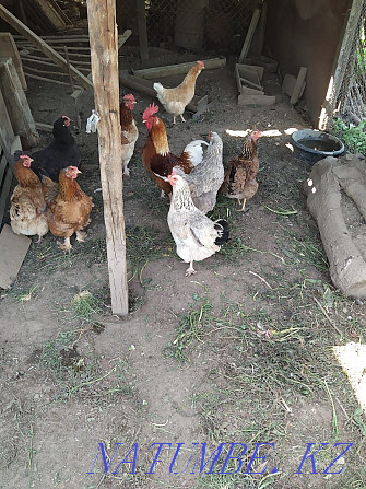 Selling chickens of last year's brood  - photo 1