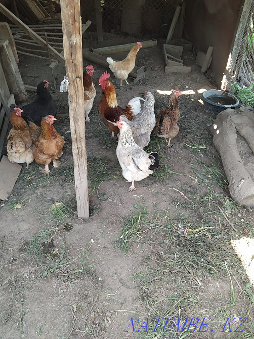 Продам кур прошлогоднего выводка  - изображение 1