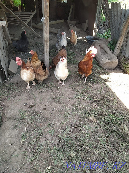 Продам кур прошлогоднего выводка  - изображение 2