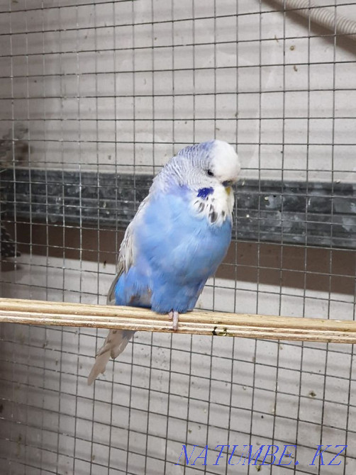 Czech GDP male Abay - photo 2