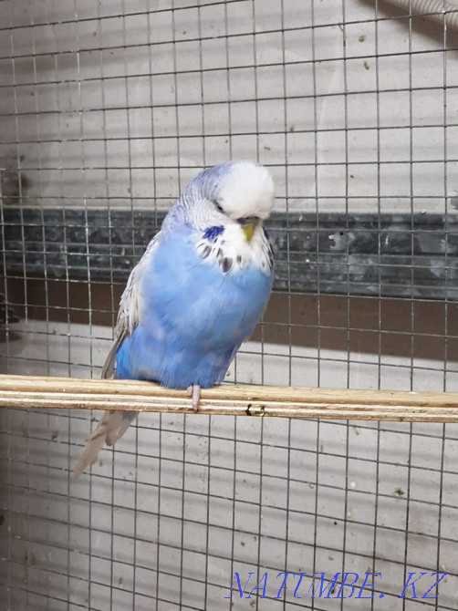 Czech GDP male Abay - photo 1