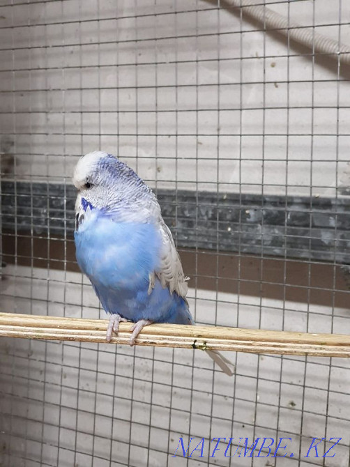 Czech GDP male Abay - photo 3