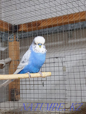 parrot male GDP CZECH Abay - photo 3