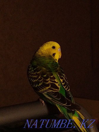 Budgerigar Kostanay - photo 3