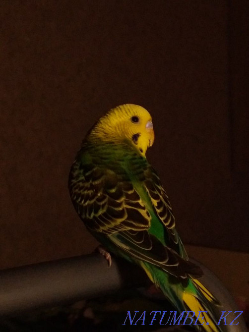 Волнистый попугай Костанай - изображение 3
